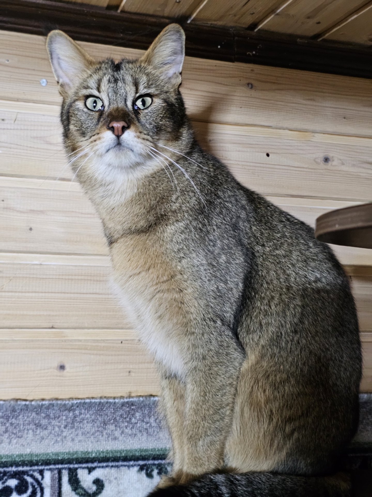 Nala
