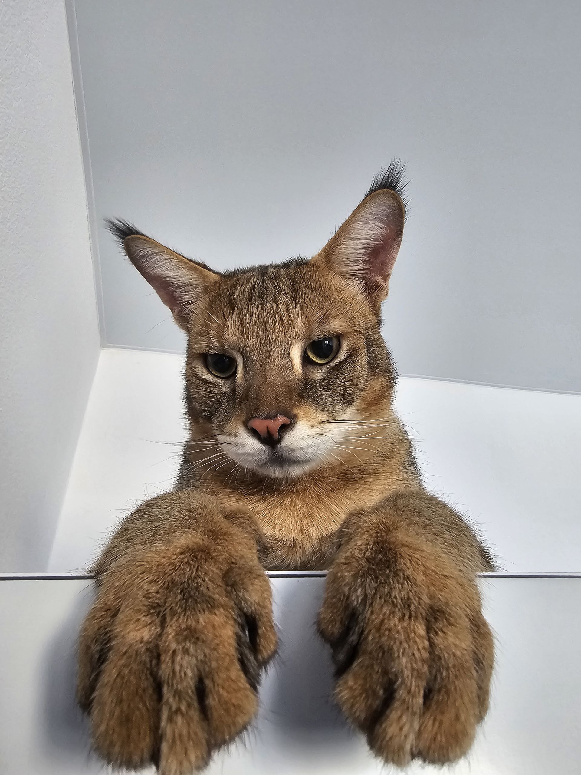 N25 — Black Ticked Tabby
