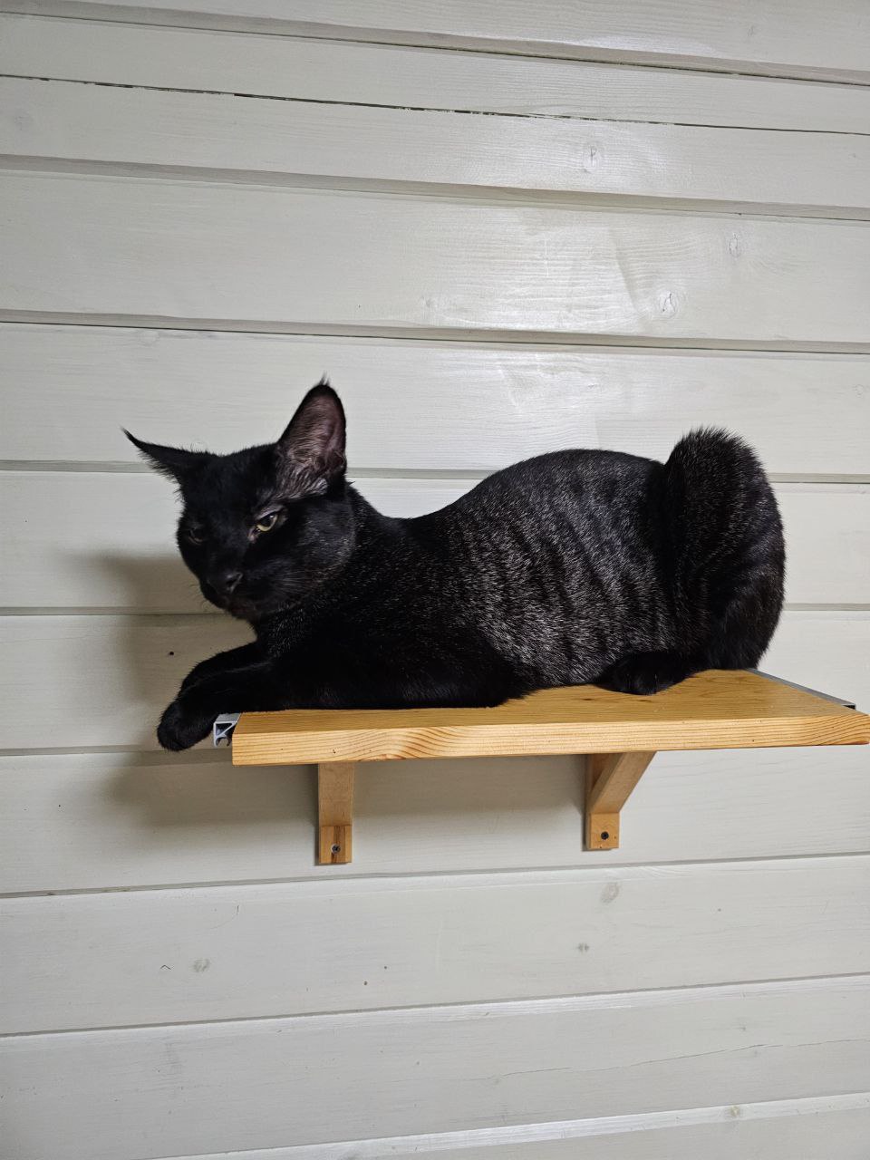N26 — Black Grizzled Tabby
